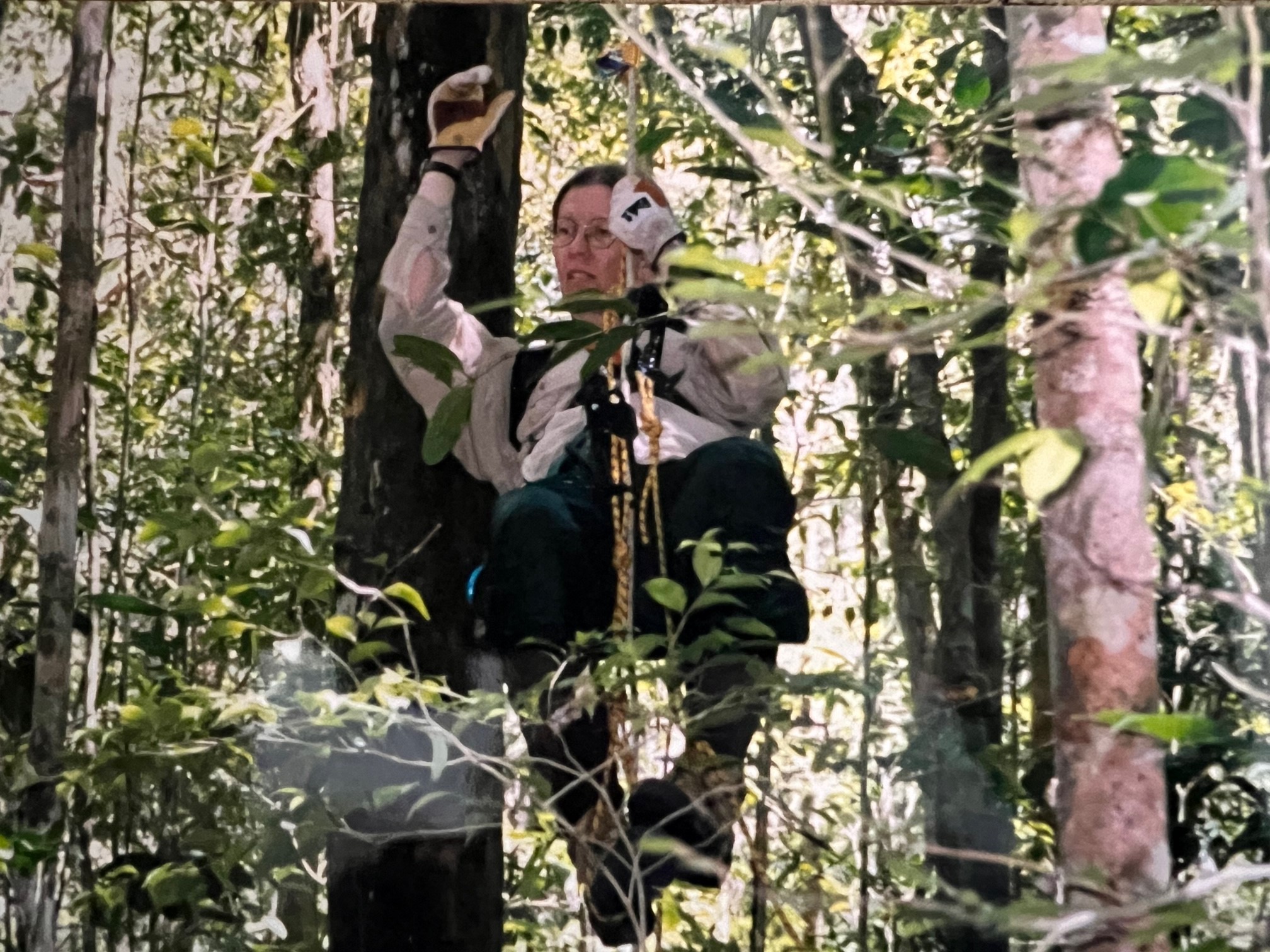 climbing tree